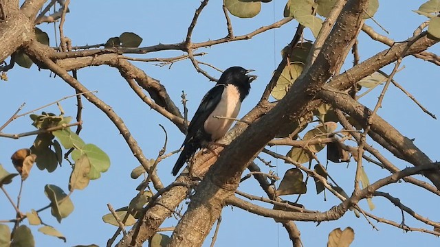Rosy Starling - ML631047630