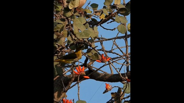 Indian Golden Oriole - ML631047638