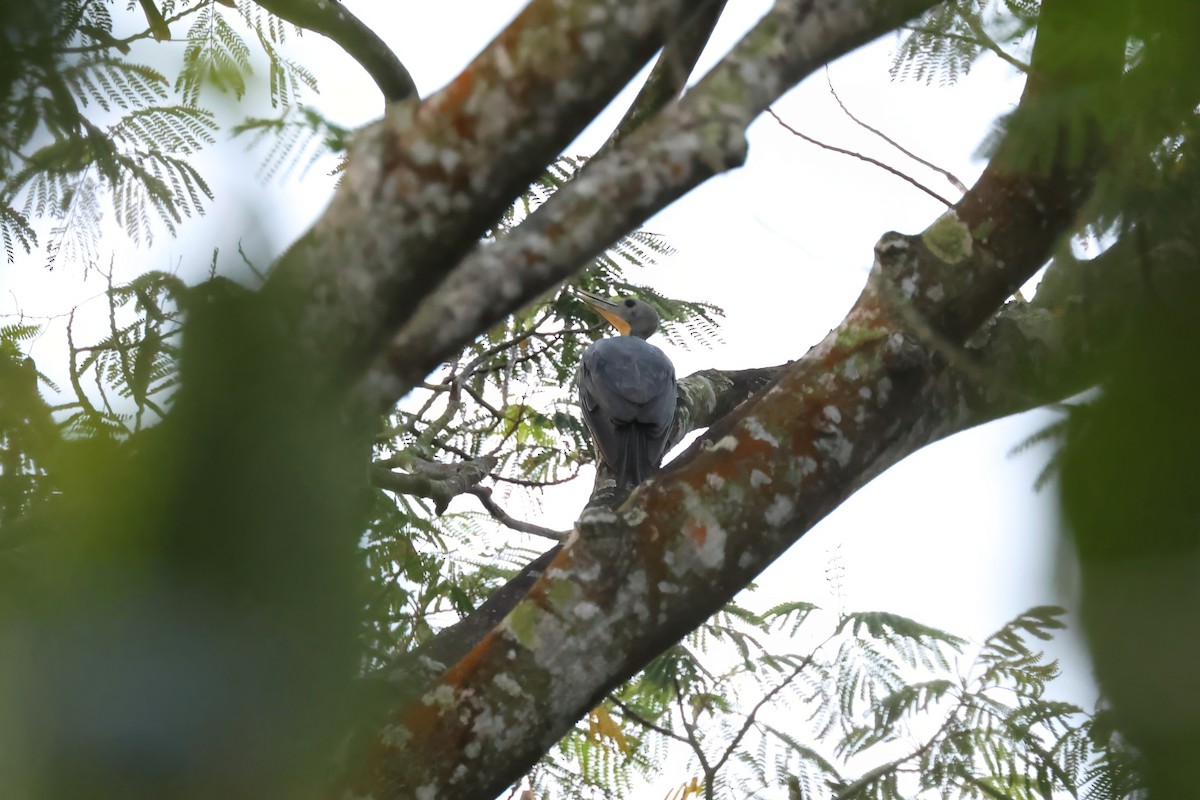 Great Slaty Woodpecker - ML631047690