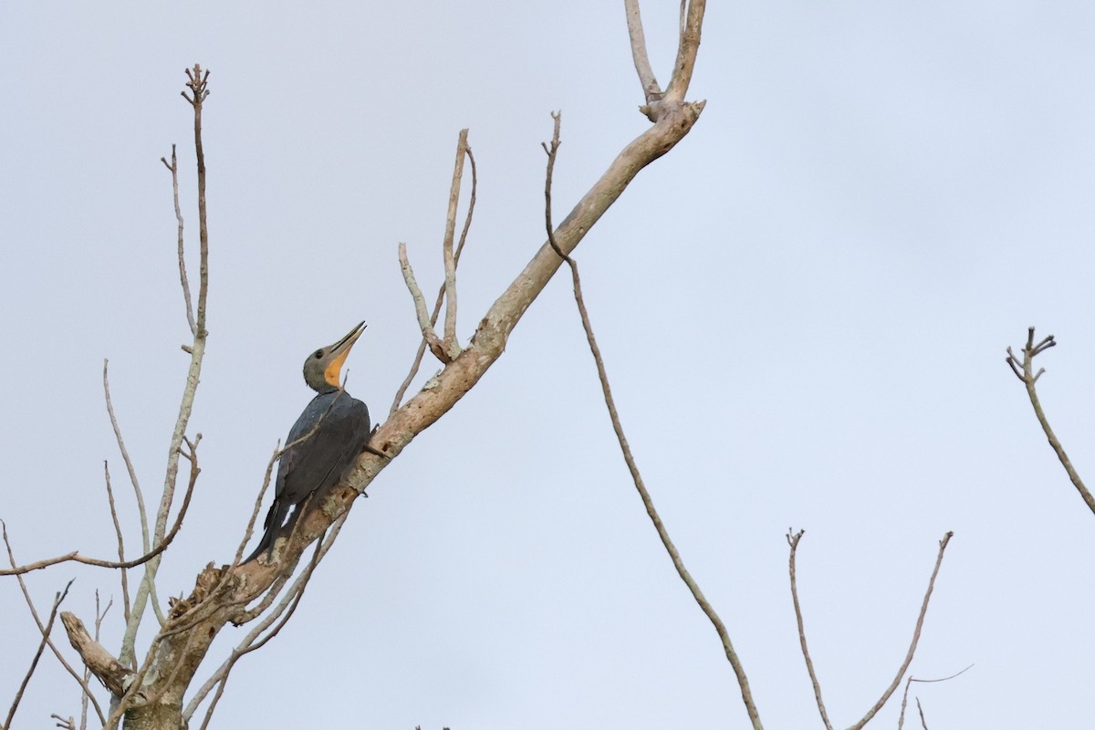 Great Slaty Woodpecker - ML631047693
