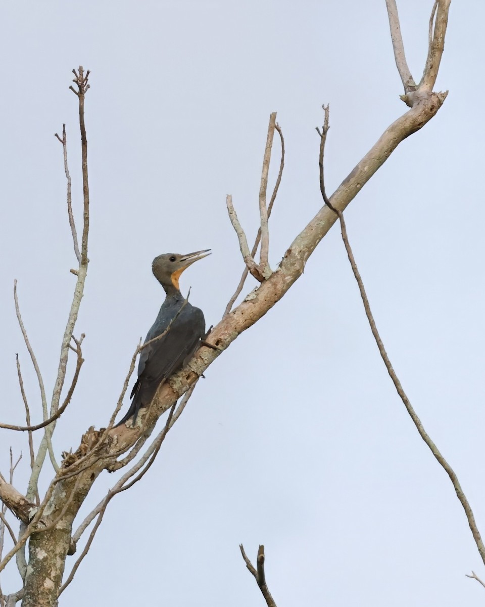 Great Slaty Woodpecker - ML631047695