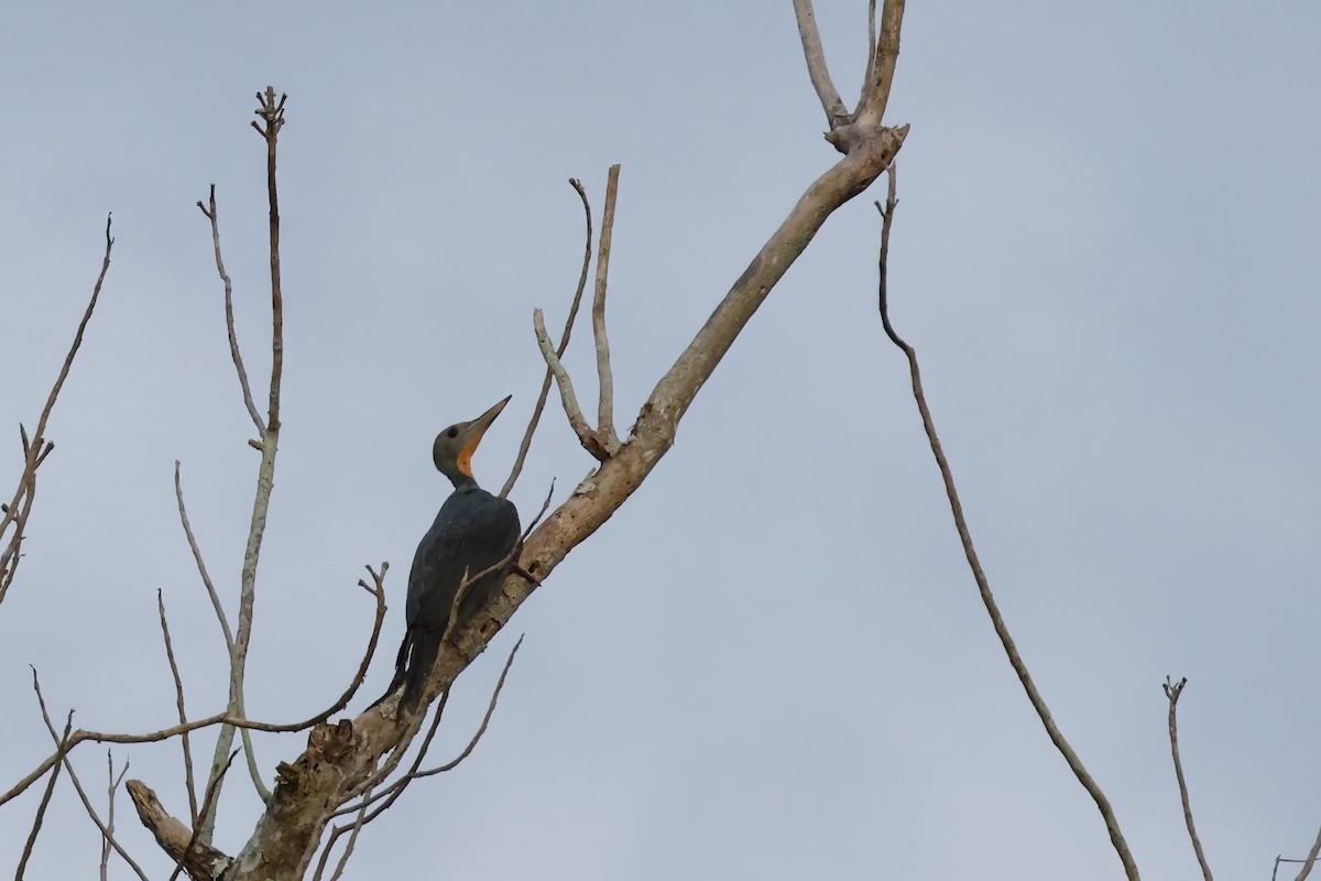 Great Slaty Woodpecker - ML631047700