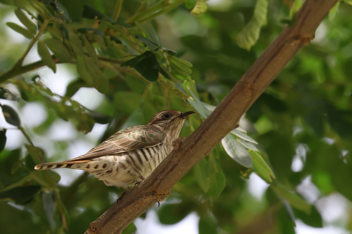 Horsfield's Bronze-Cuckoo - ML631047737