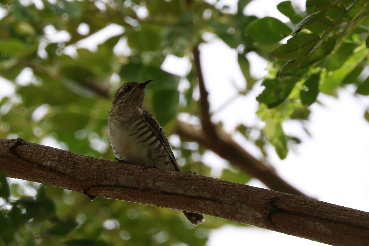 Horsfield's Bronze-Cuckoo - ML631047738