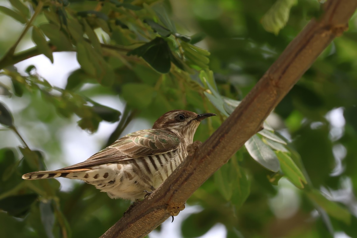 Horsfield's Bronze-Cuckoo - ML631047739
