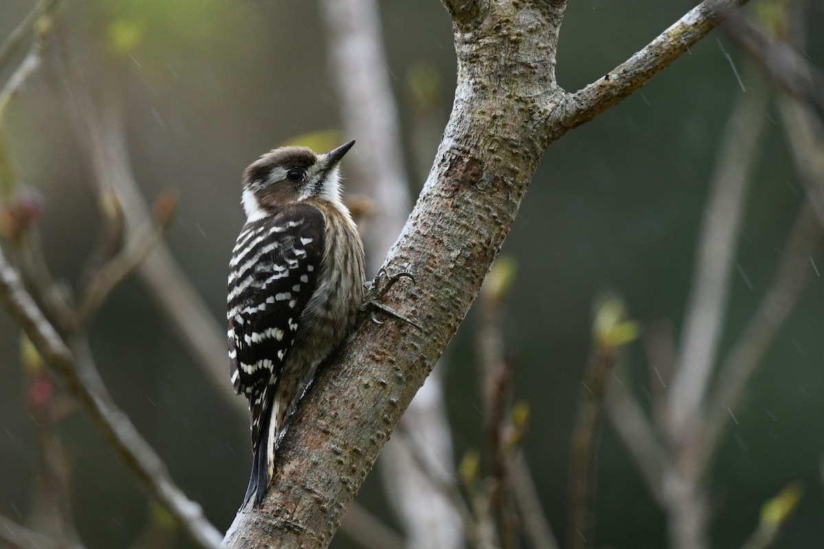 とりっぴーページ ML631047880 - Japanese Pygmy Woodpecker - Macaulay Library