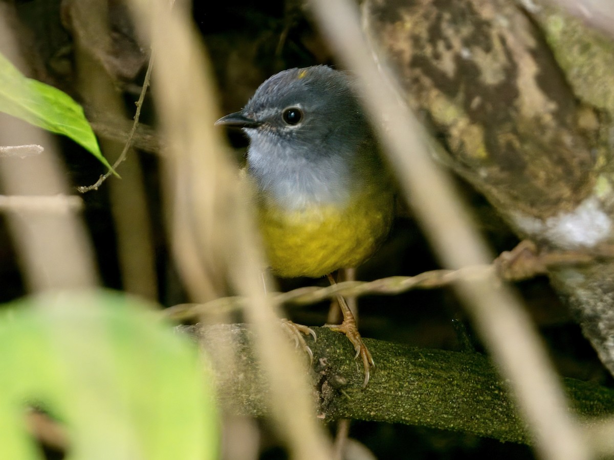 Gray-throated Warbler - ML631047906