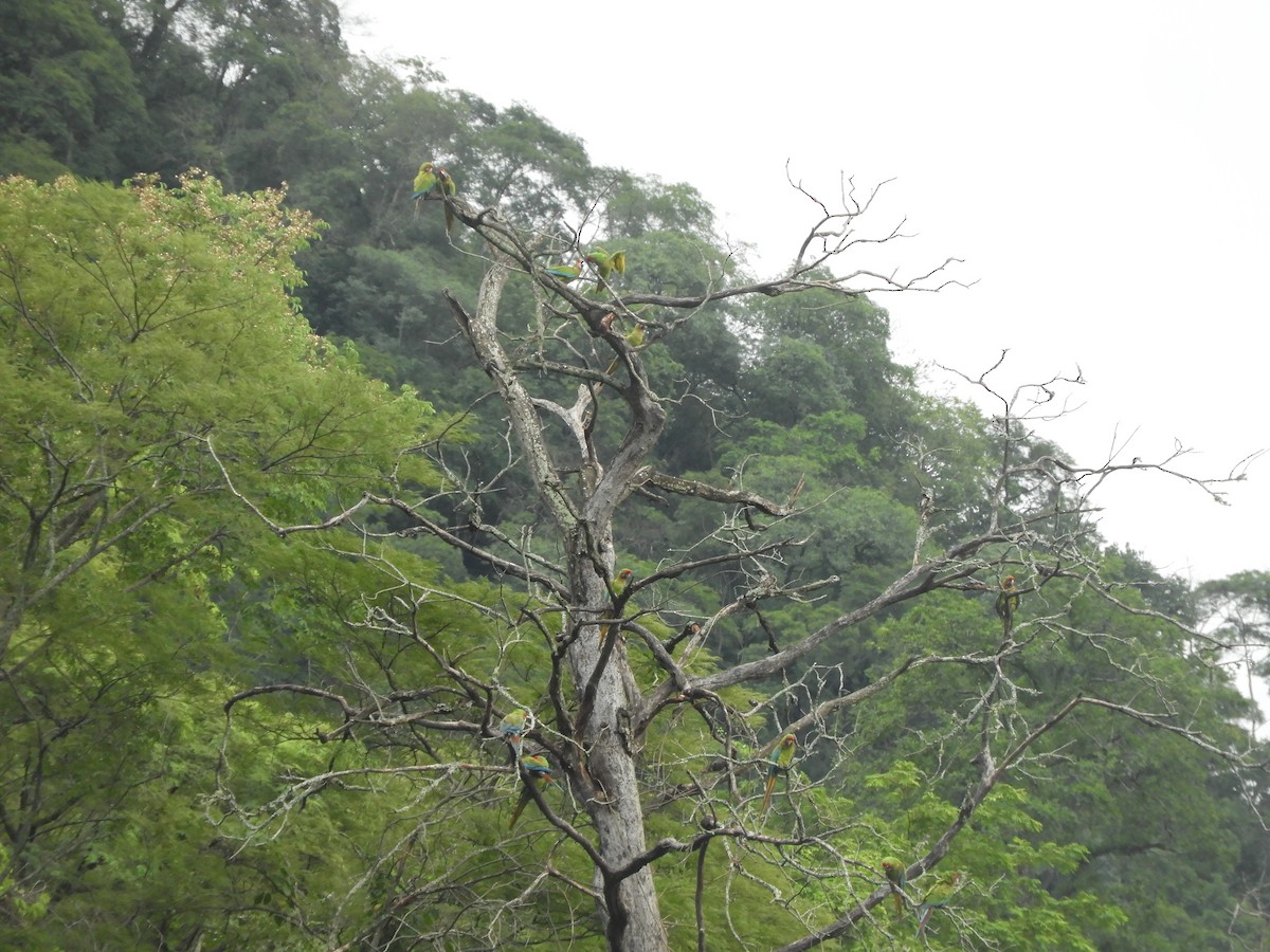 Military Macaw - ML631047993