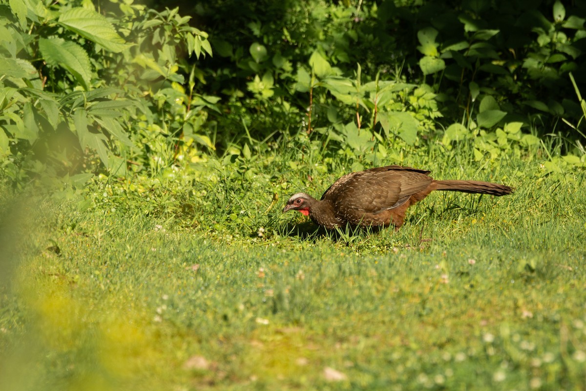 Red-faced Guan - ML631048063