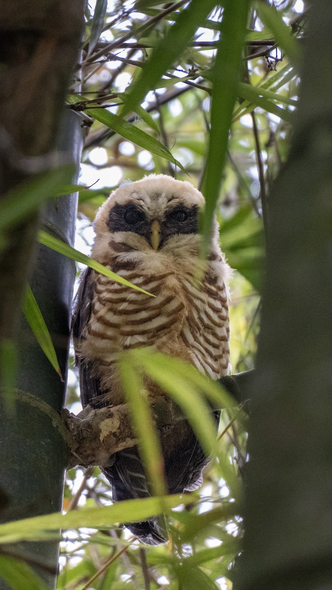 pulsatrix melanota Band-bellied Owl main image 1