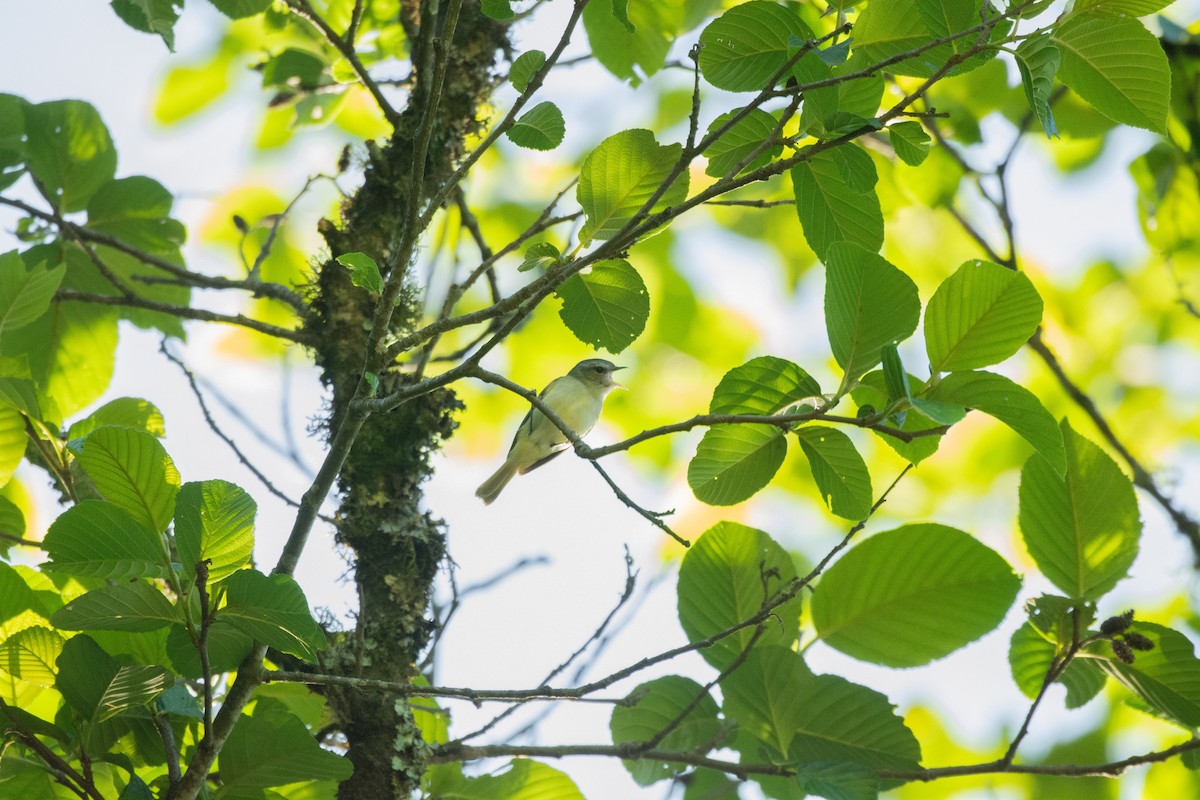 Buff-banded Tyrannulet - ML631048159