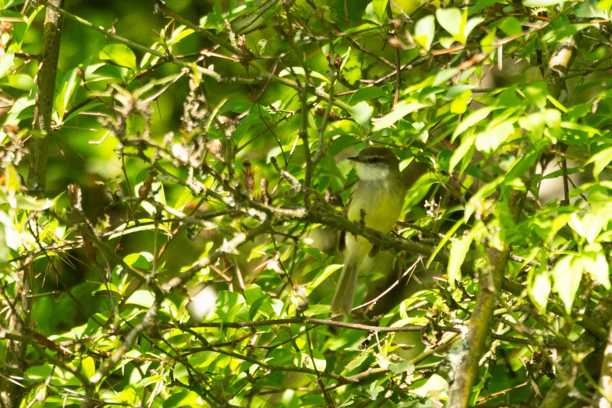 Buff-banded Tyrannulet - ML631048160