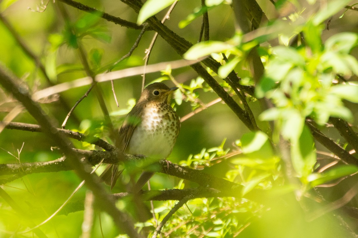 Swainson's Thrush - ML631048189