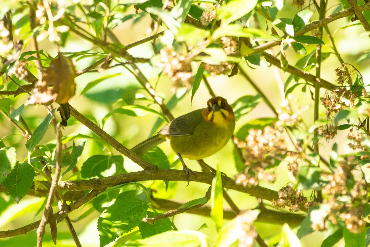 Fulvous-headed Brushfinch - ML631048207