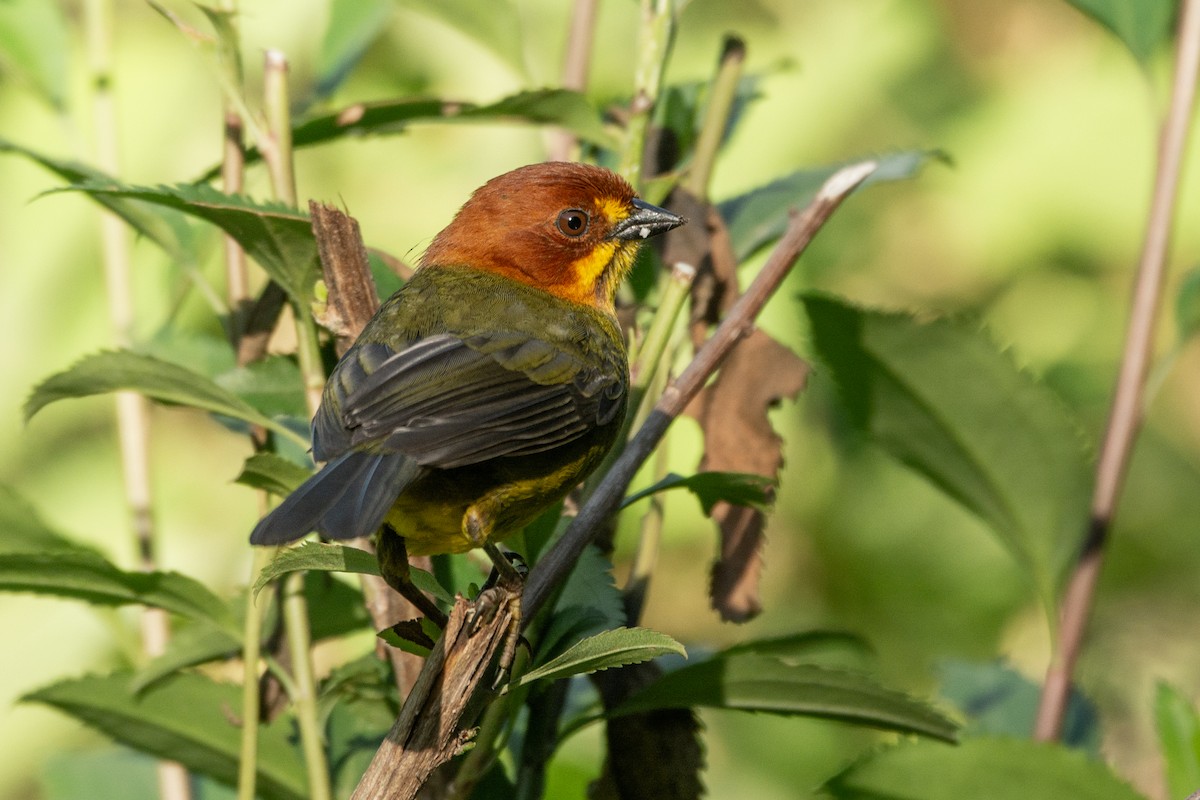 Fulvous-headed Brushfinch - ML631048208