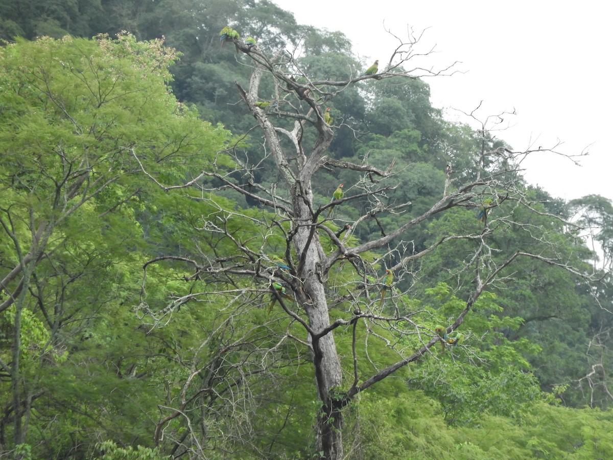 Military Macaw - ML631048216