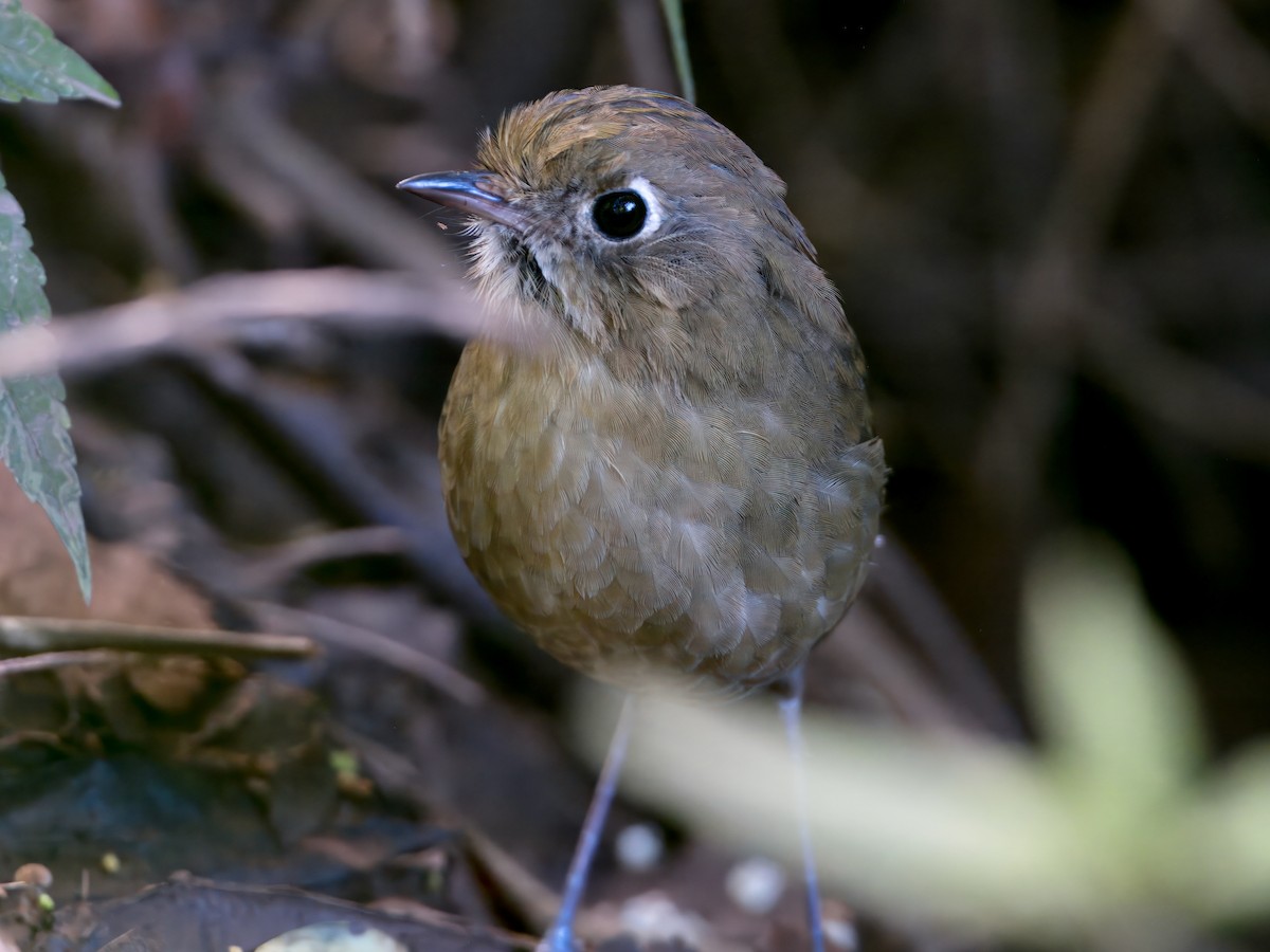 Perija Antpitta - ML631048452