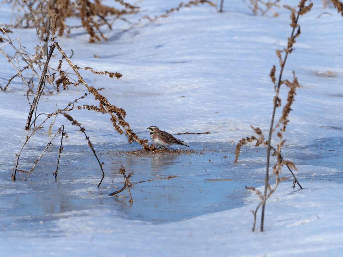 Horned Lark - ML631048531