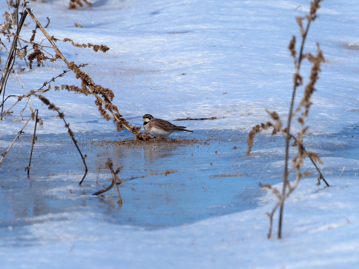 Horned Lark - ML631048541