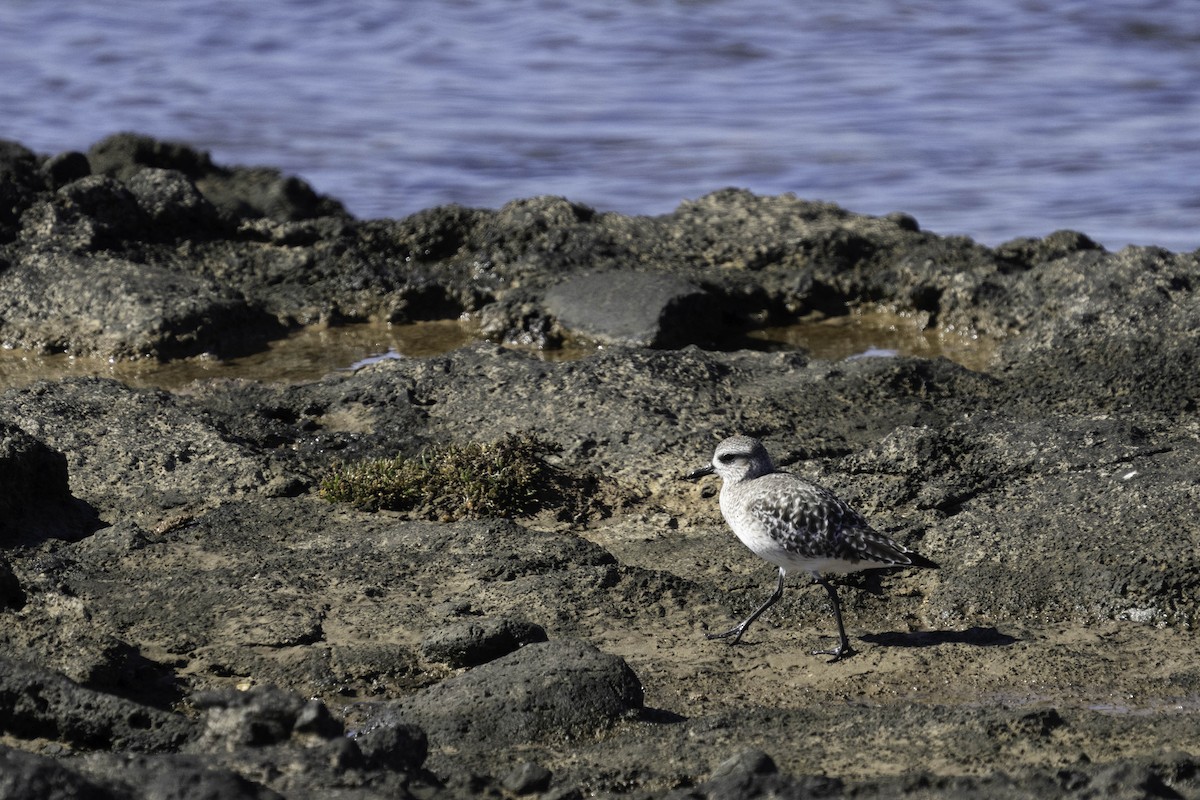 Black-bellied Plover - ML631048575