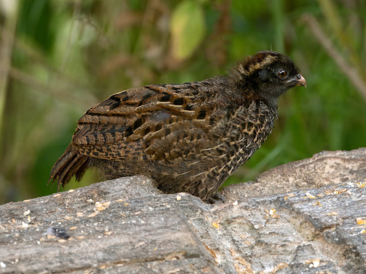 Black-fronted Wood-Quail - ML631048586