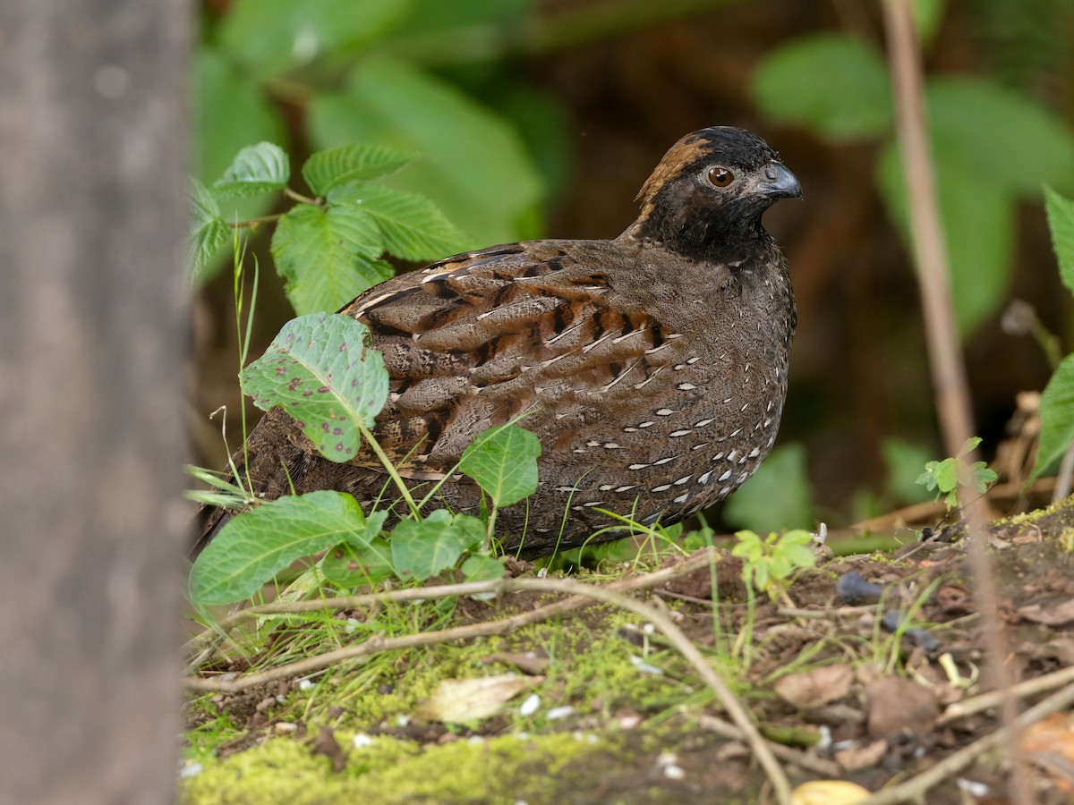 Black-fronted Wood-Quail - ML631048587