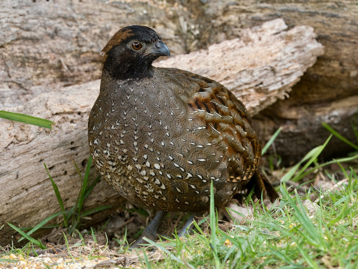 Black-fronted Wood-Quail - ML631048589