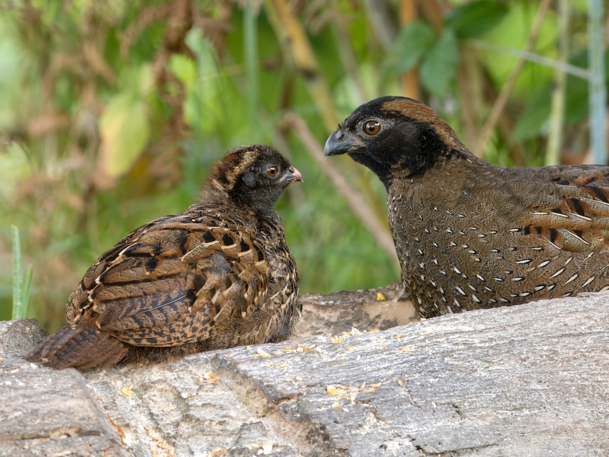 Black-fronted Wood-Quail - ML631048590