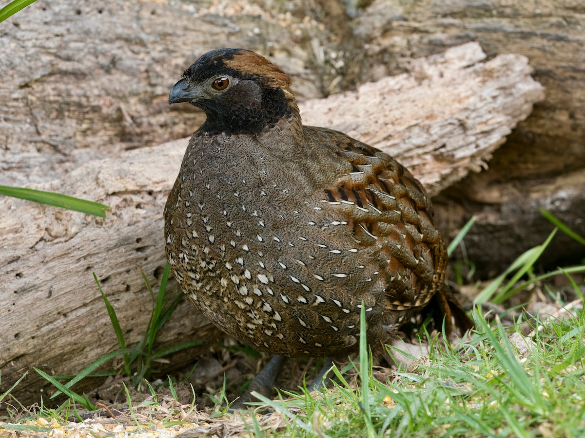 Black-fronted Wood-Quail - ML631048591