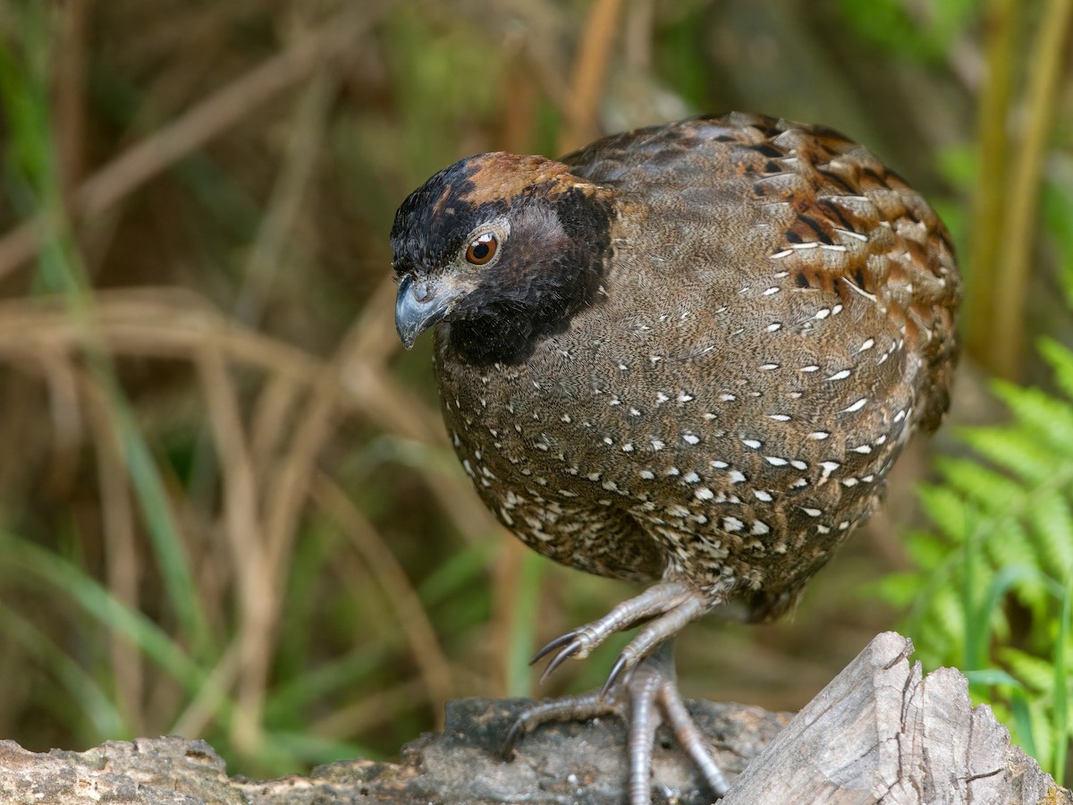 Black-fronted Wood-Quail - ML631048592