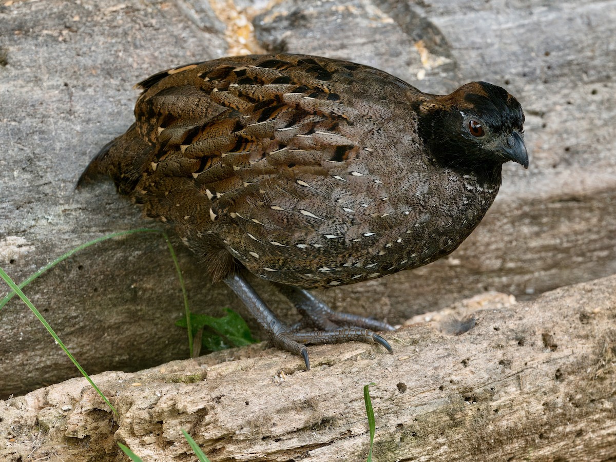 Black-fronted Wood-Quail - ML631048594