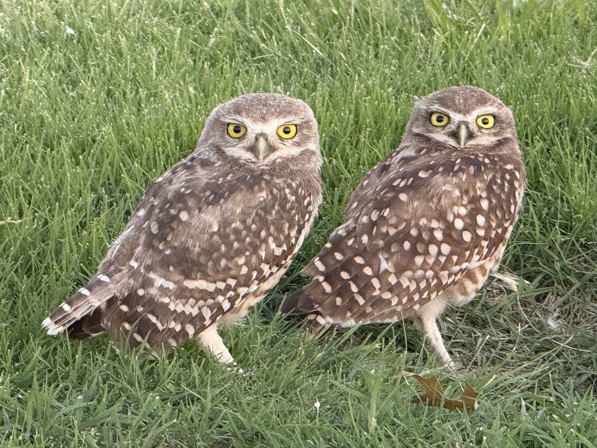 Chevêche des terriers - ML631048643