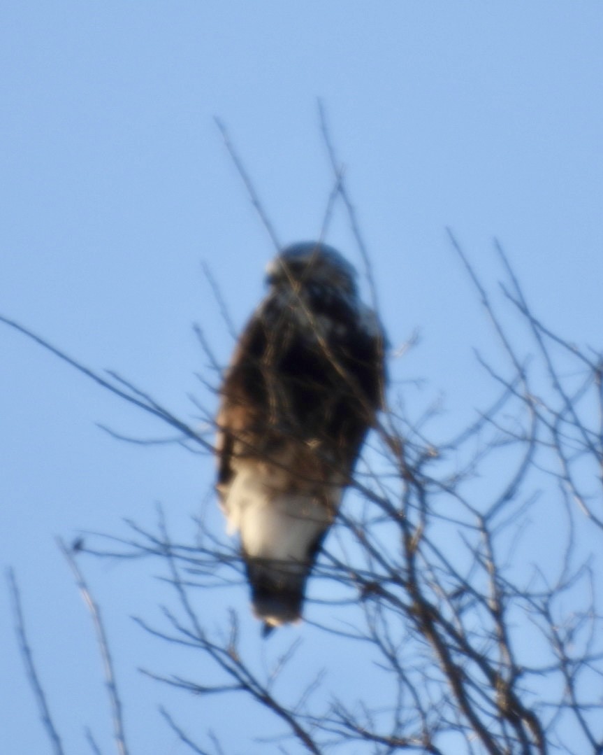 Тарлан сар - ML631048704