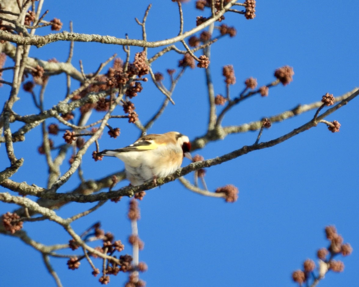 Бор бужирга - ML631048712