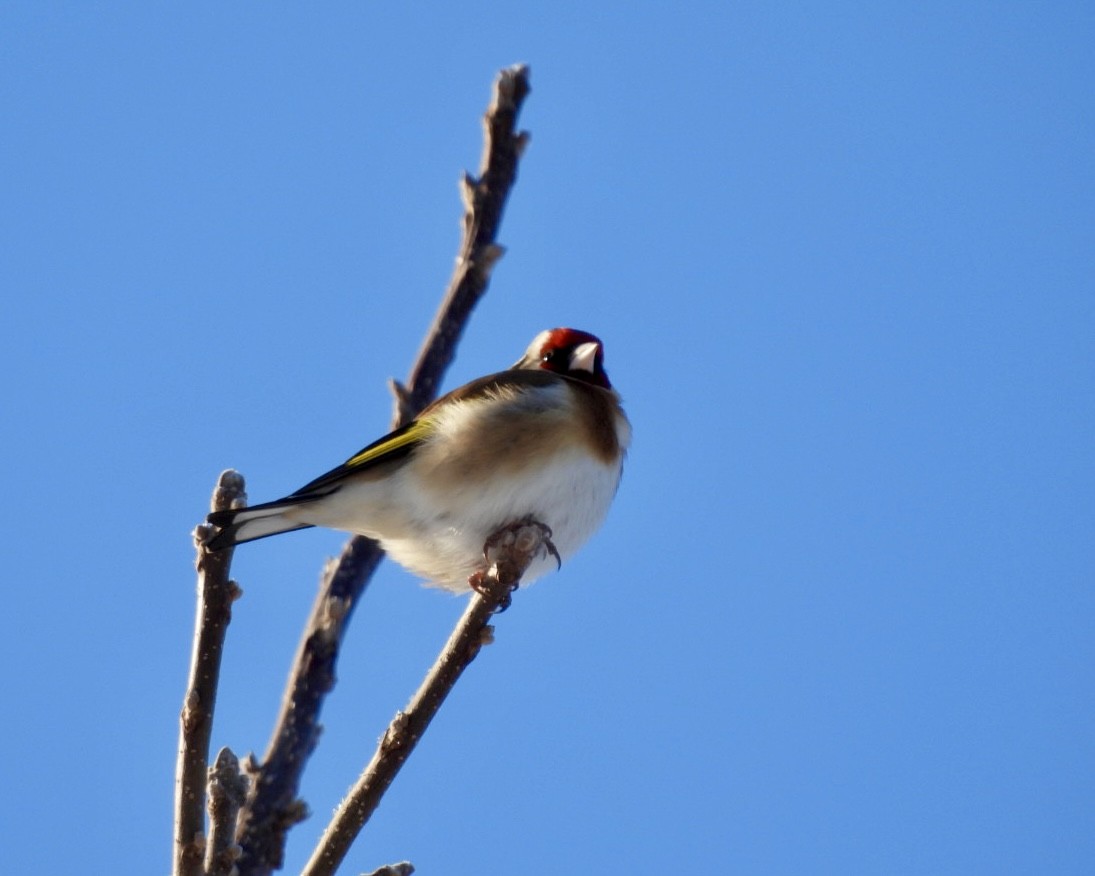 Бор бужирга - ML631048713