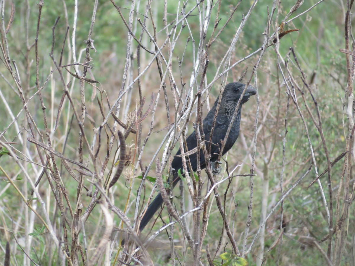 Smooth-billed Ani - ML631048736