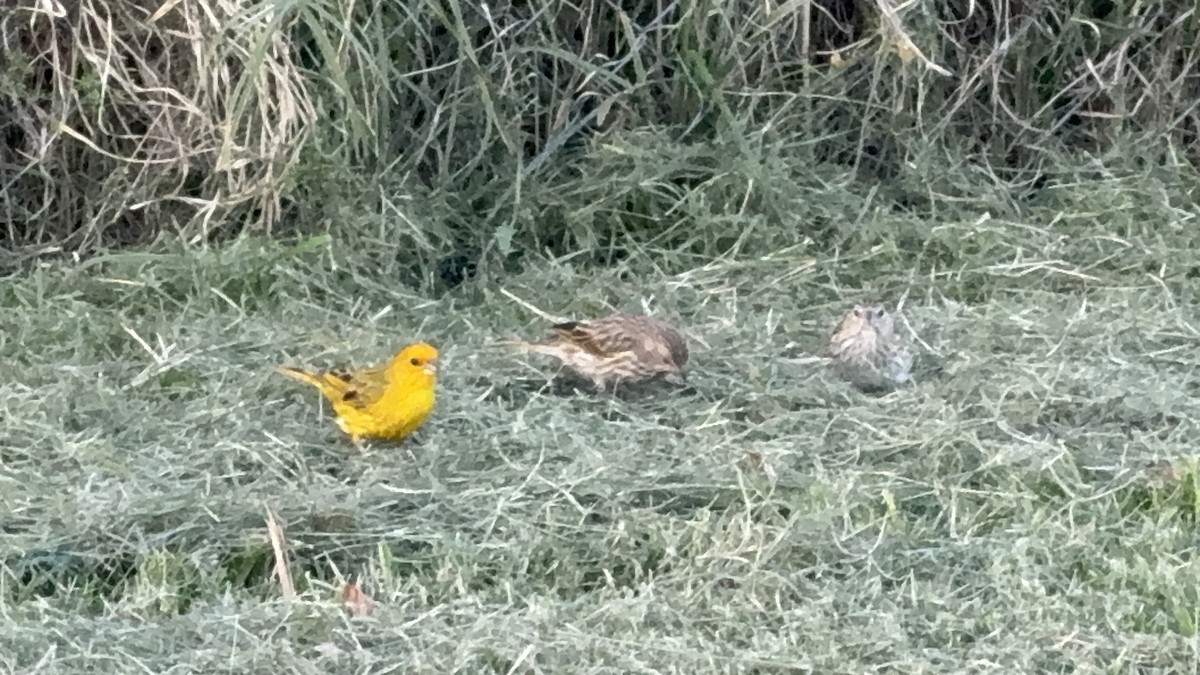 Sicale bouton-d'or - ML631048819