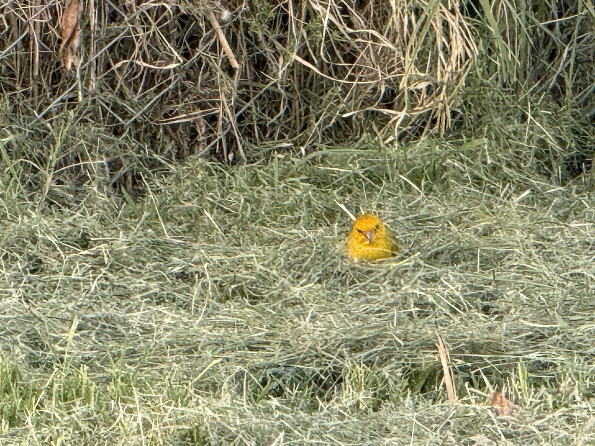 Sicale bouton-d'or - ML631048820