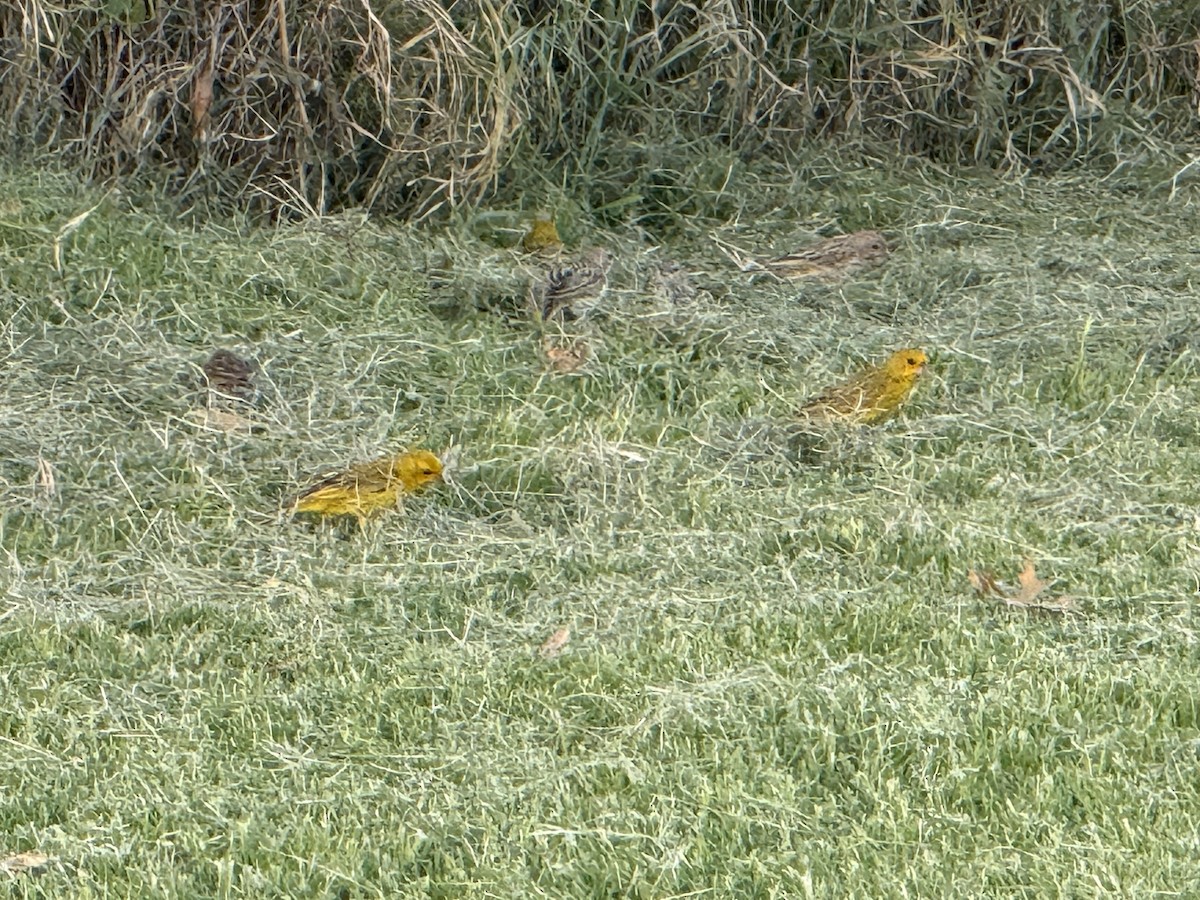 Sicale bouton-d'or - ML631048822