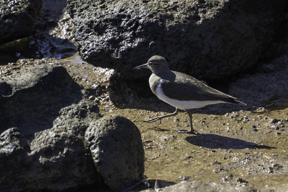 Common Sandpiper - ML631048910