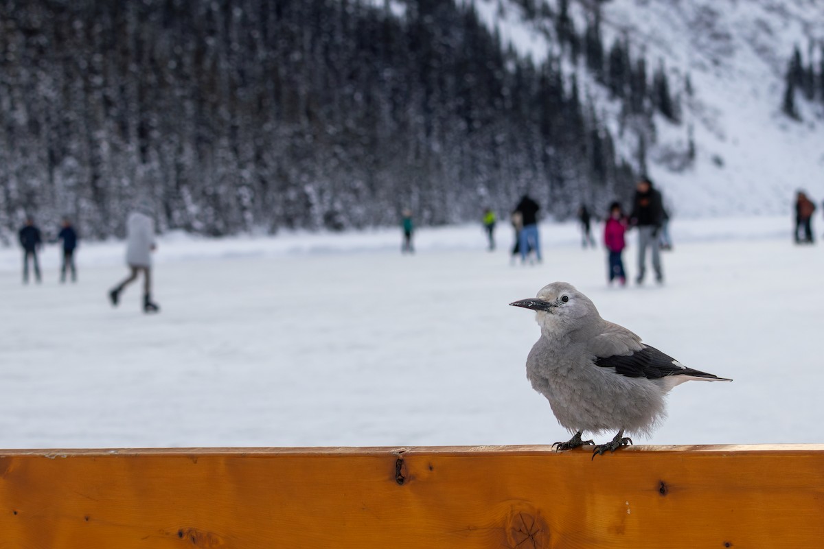 Clark's Nutcracker - ML631048987