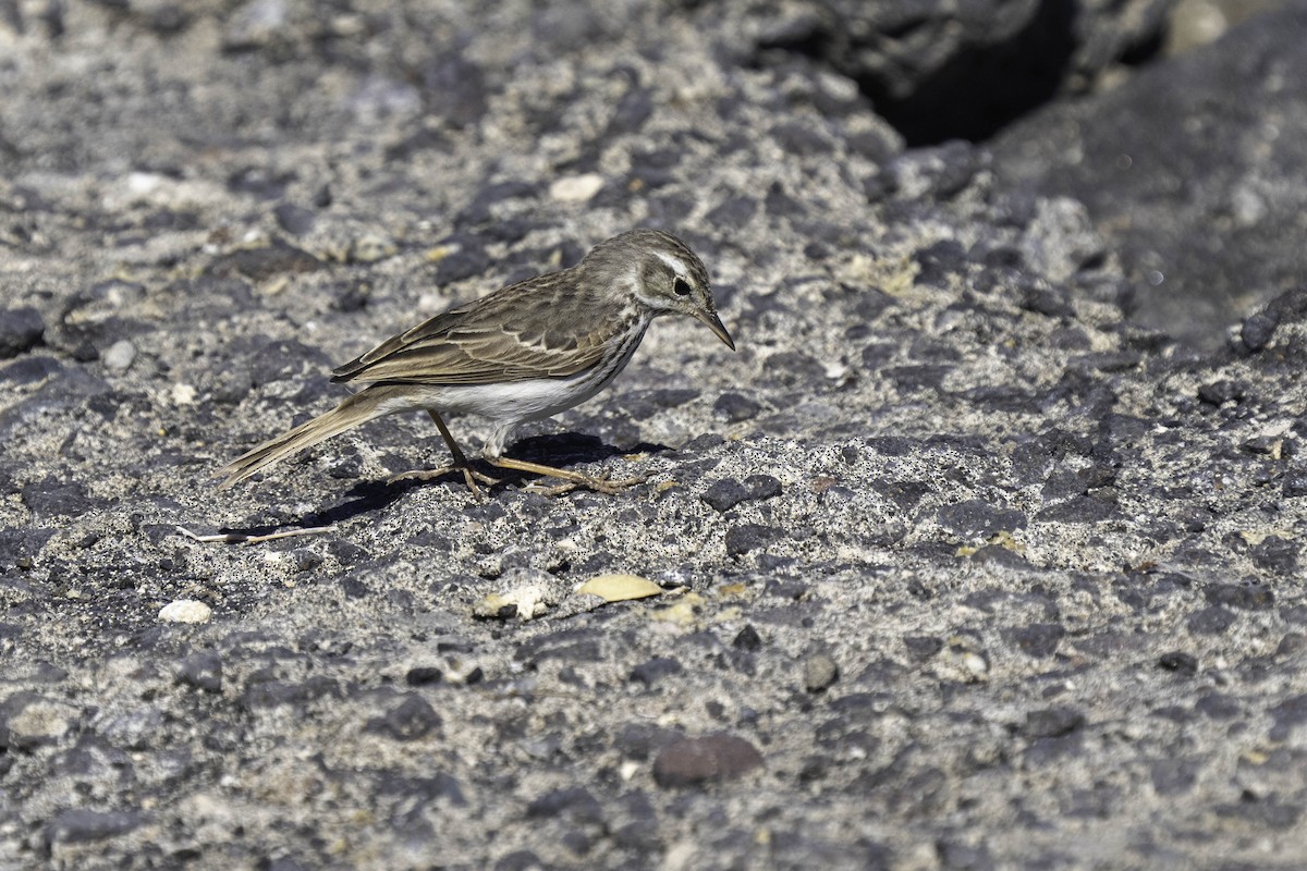 Berthelot's Pipit - ML631048999