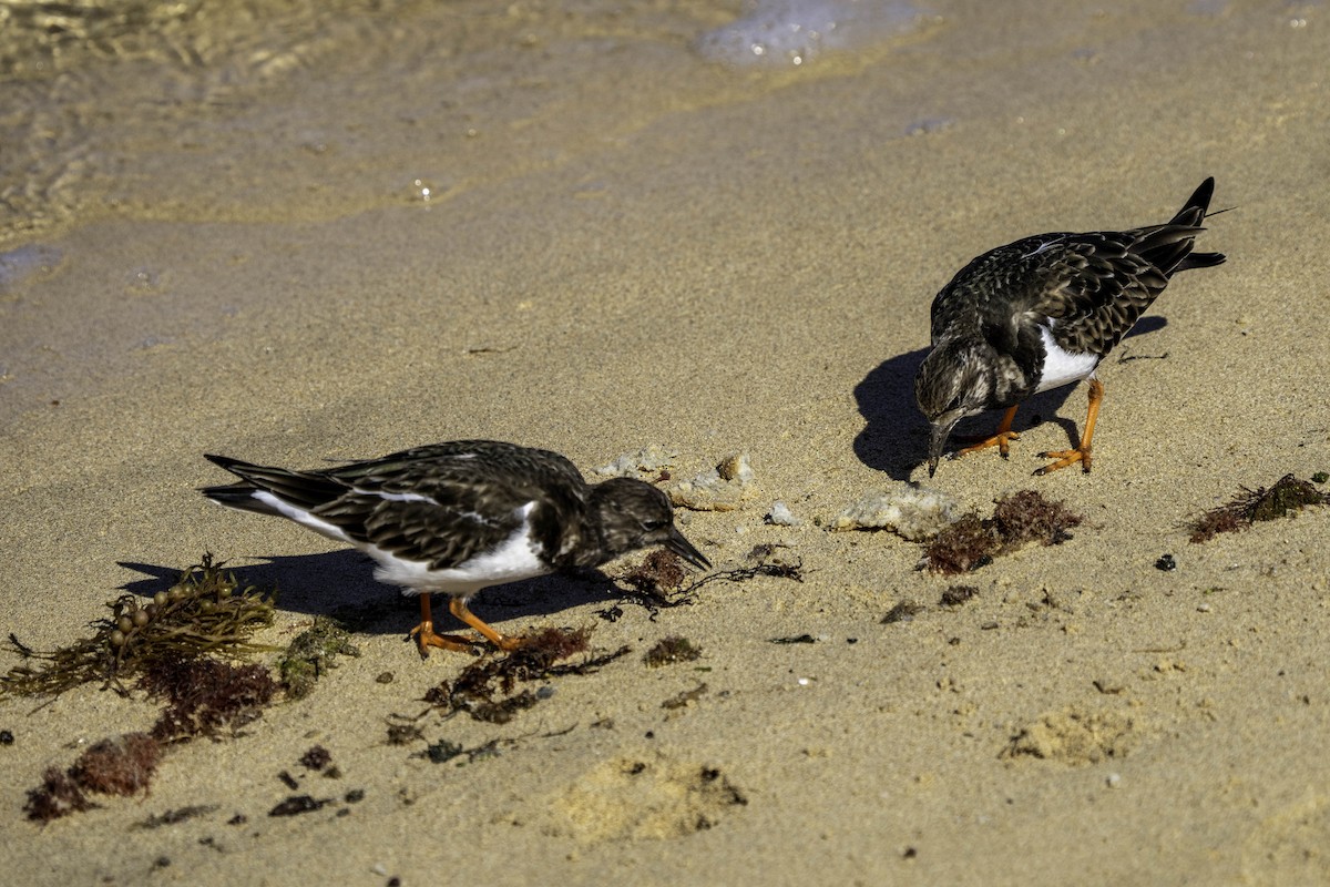 Ruddy Turnstone - ML631049066