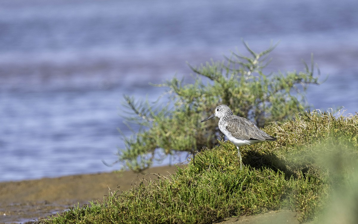 Common Greenshank - ML631049130