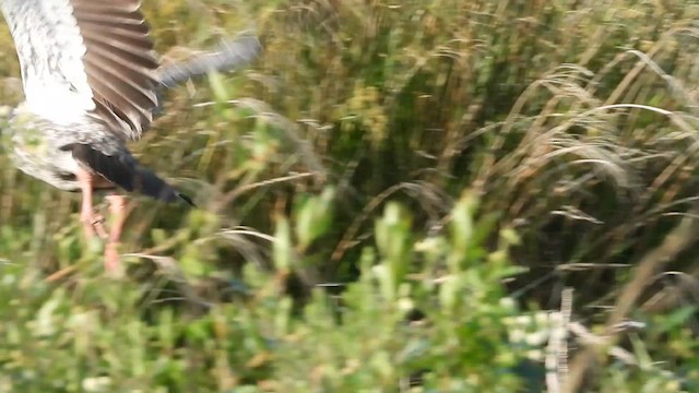 Southern Screamer - ML631049158