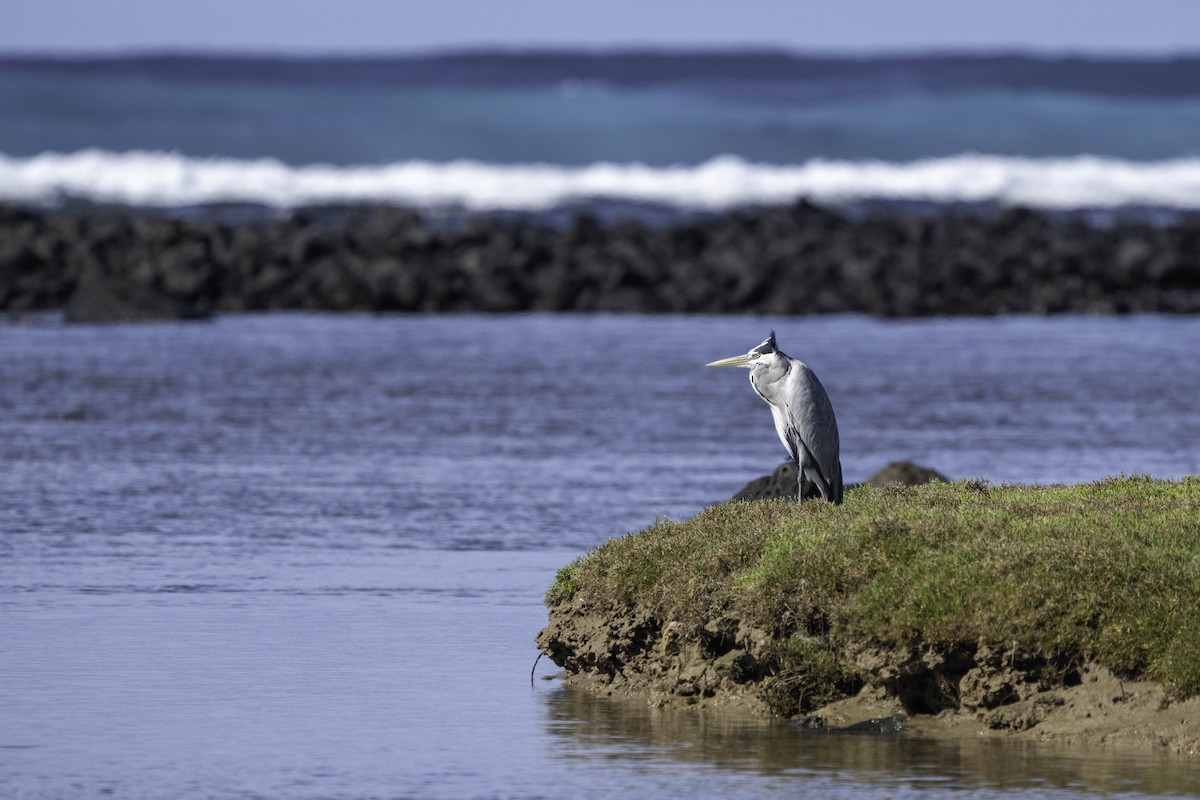 Gray Heron - ML631049192