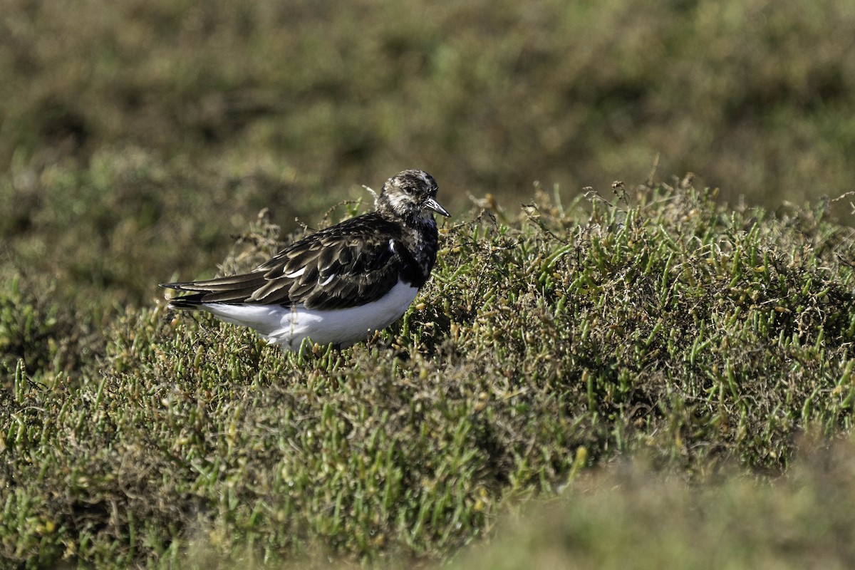 Ruddy Turnstone - ML631049248