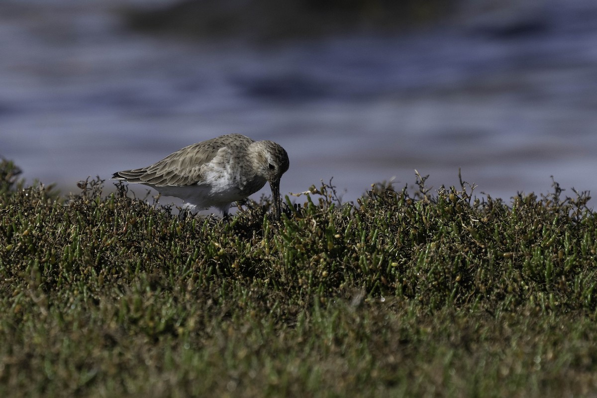 Dunlin - ML631049371