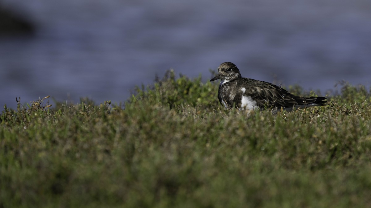 Ruddy Turnstone - ML631049415
