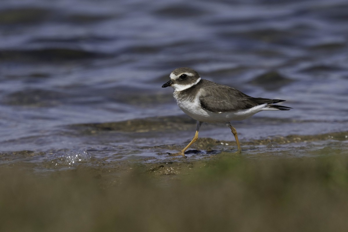 Common Ringed Plover - ML631049500